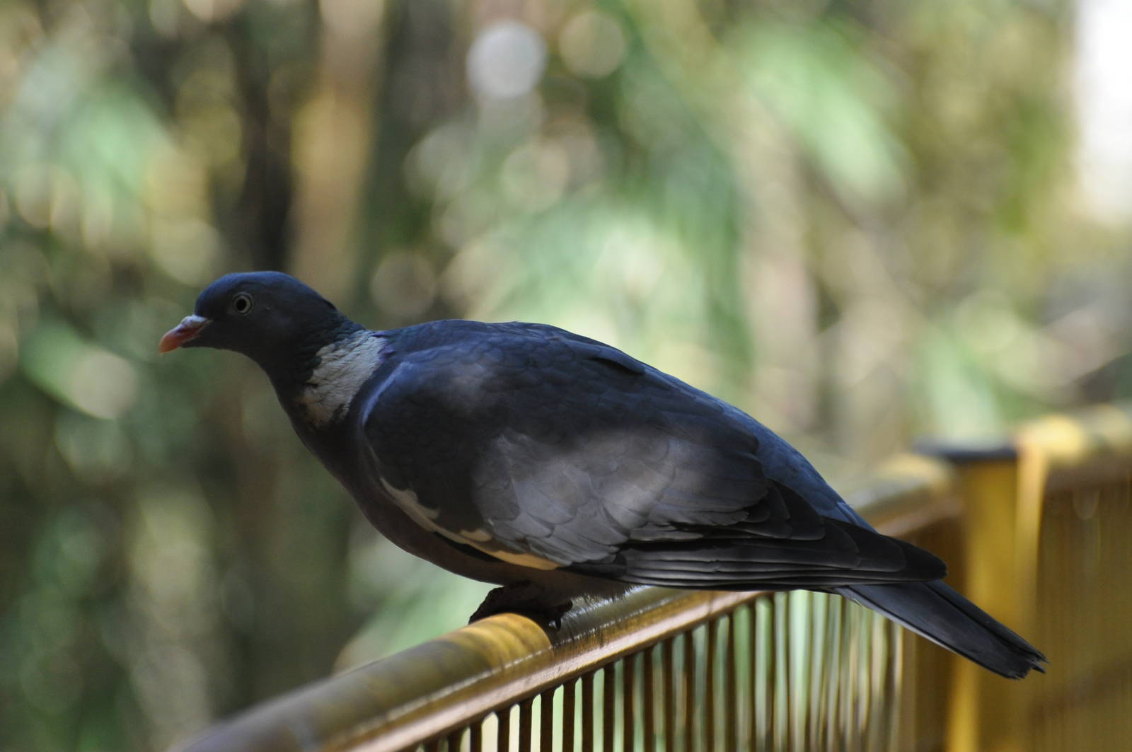 Wood pigeon/ Columba palumbus