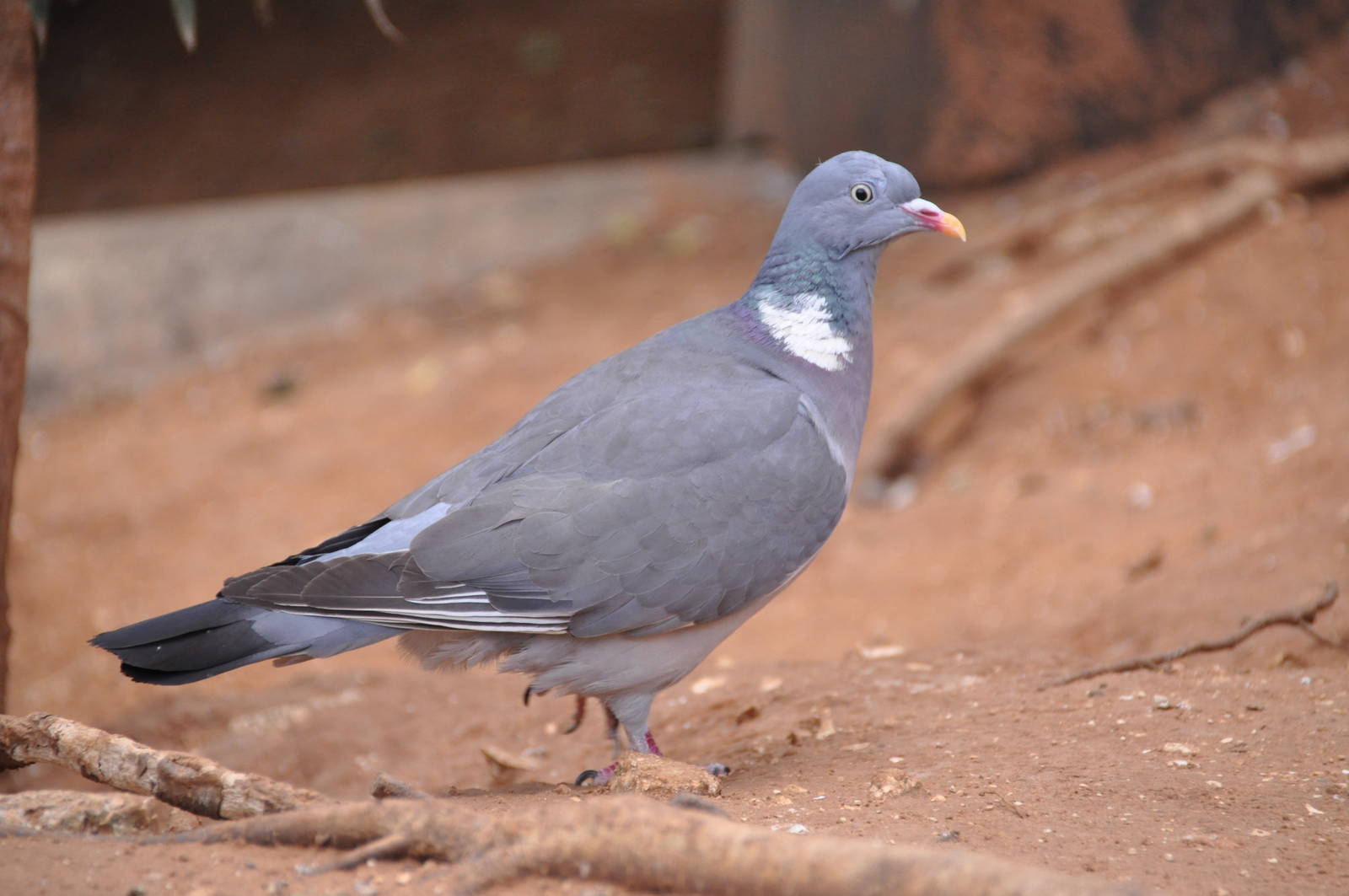 Wood pigeon/ Columba palumbus