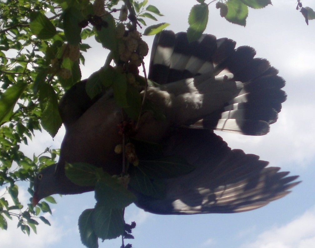 Wood Pigeon (Columba palumbus)