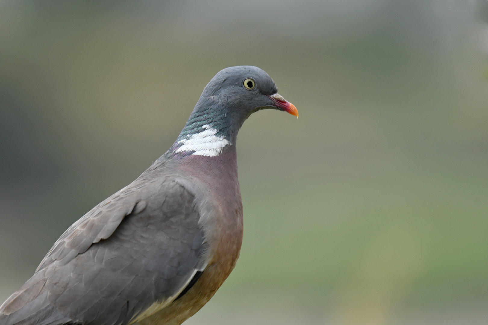 Wood pigeon Columba palumbus