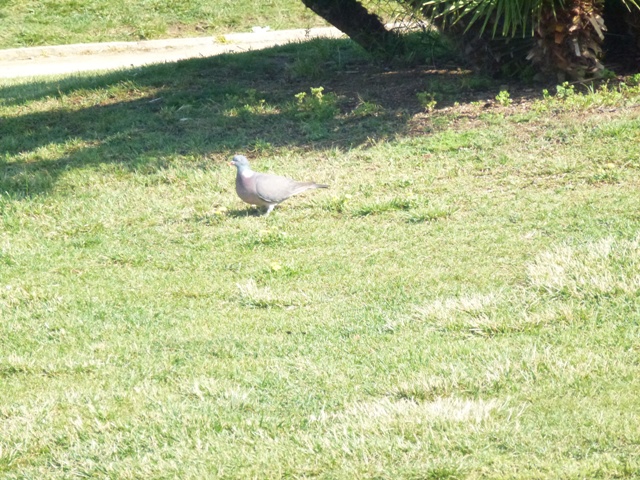 Wood pigeon in Barcelona 23.5.12
