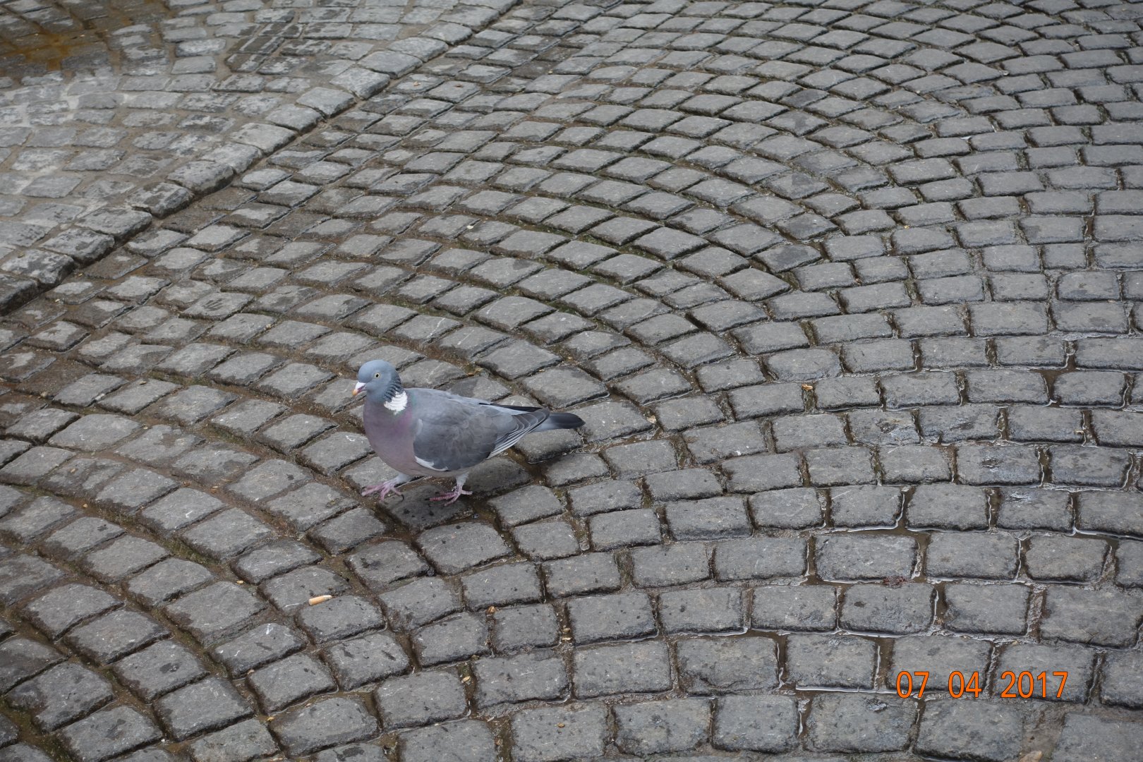 Wood pigeon in Brugge 6.4.17