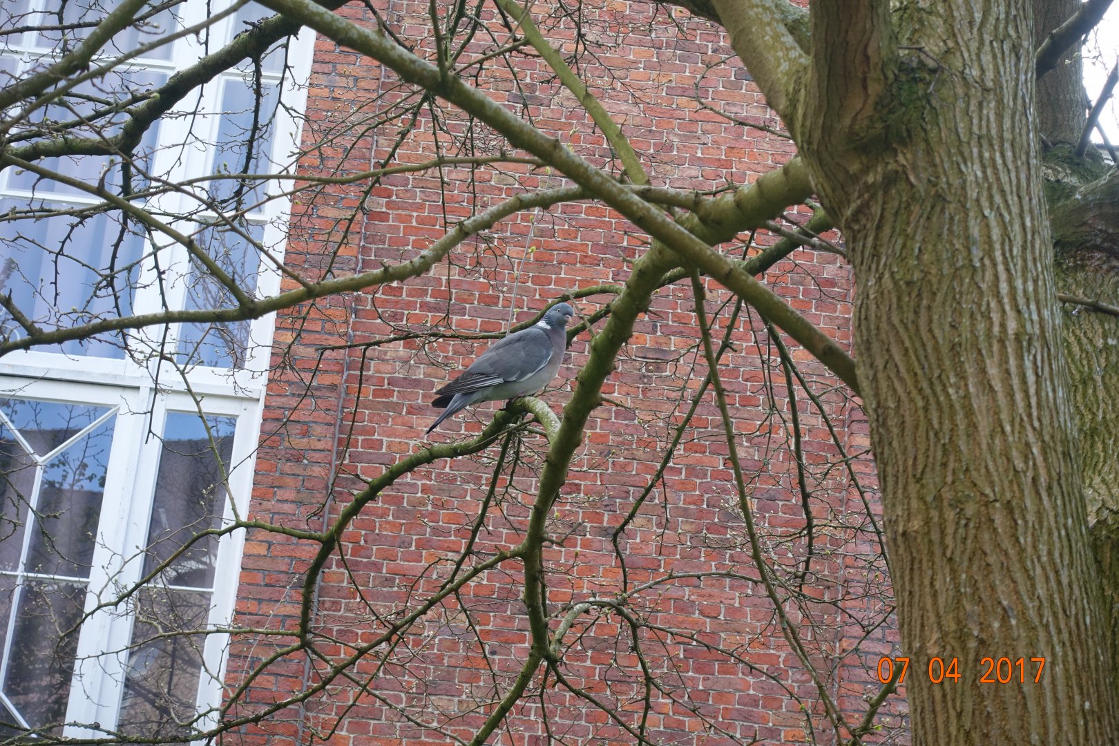 Wood pigeon in Brugge 7.4.17