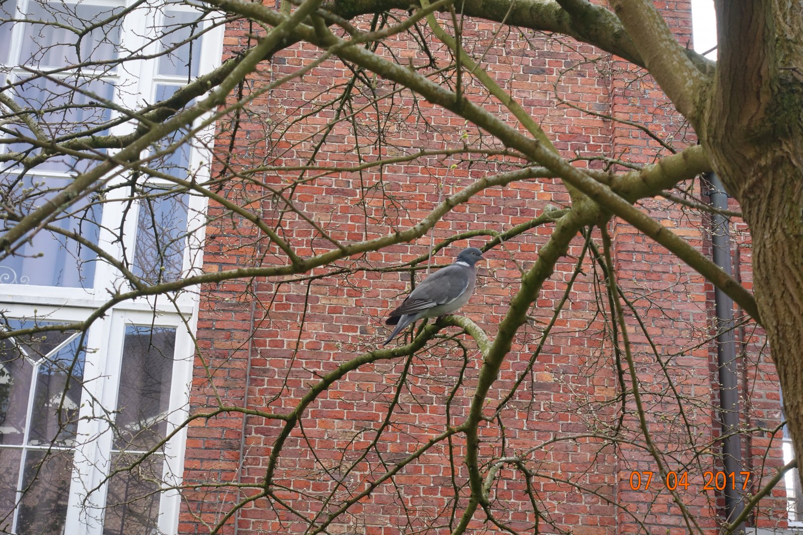 Wood pigeon in Brugge 7.4.17