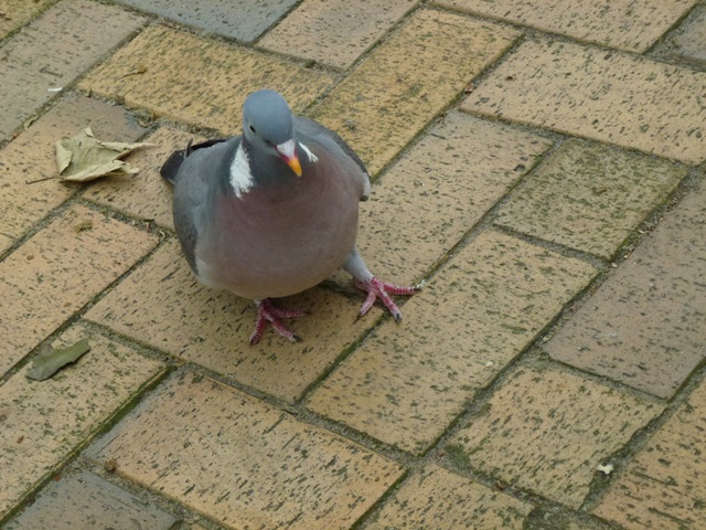 Wood pigeon in Delft 26.6.13