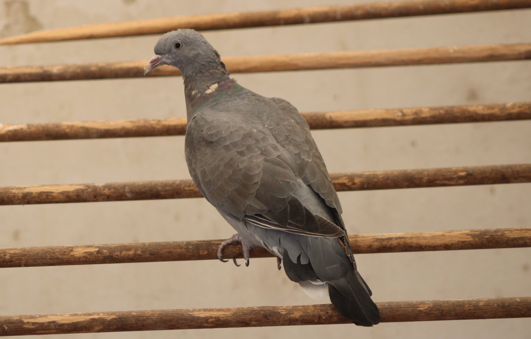 Wood pigeon - juvenile