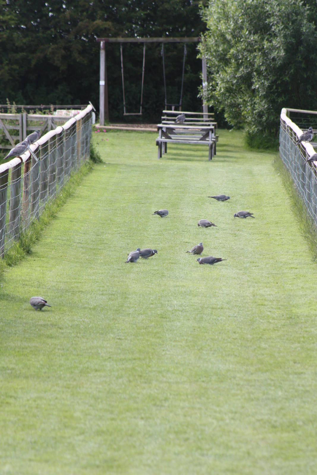 Wood Pigeon Walk, 19th June 2014