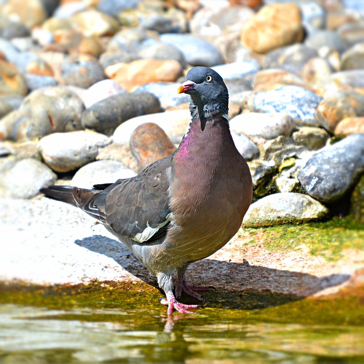 WOOD PIGEON