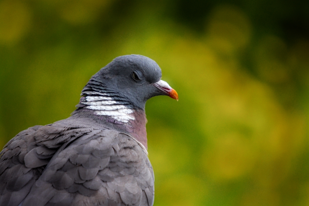 wood pigeon