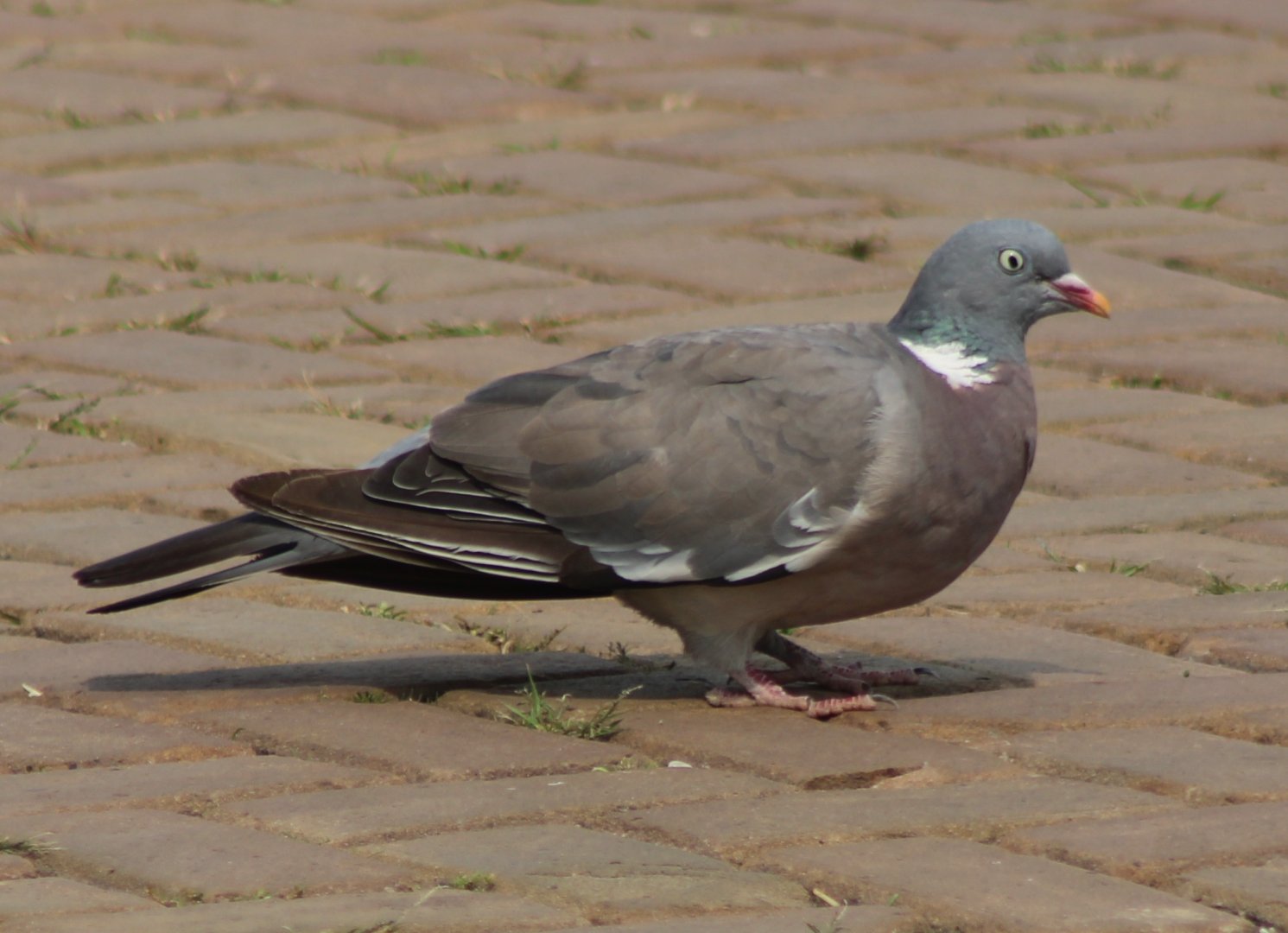 Wood pigeon