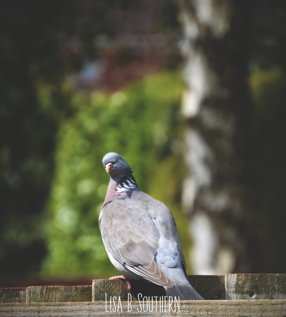 Wood Pigeon