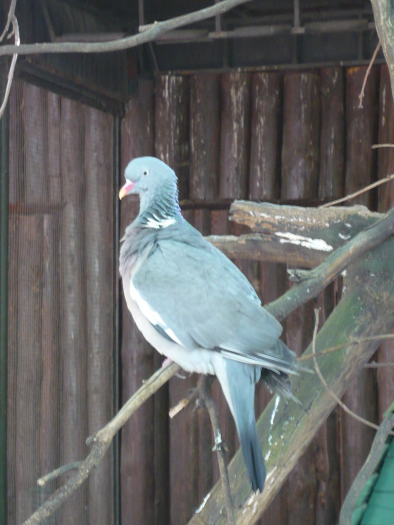 Wood pigeon
