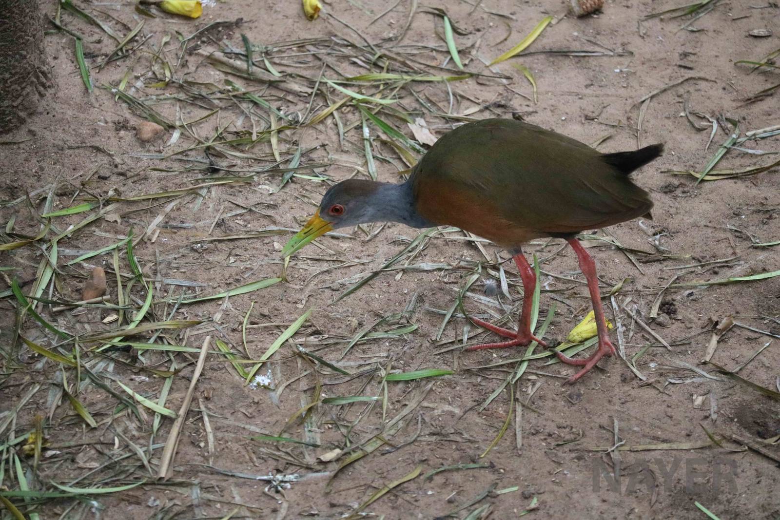 Wood rail, March 2016