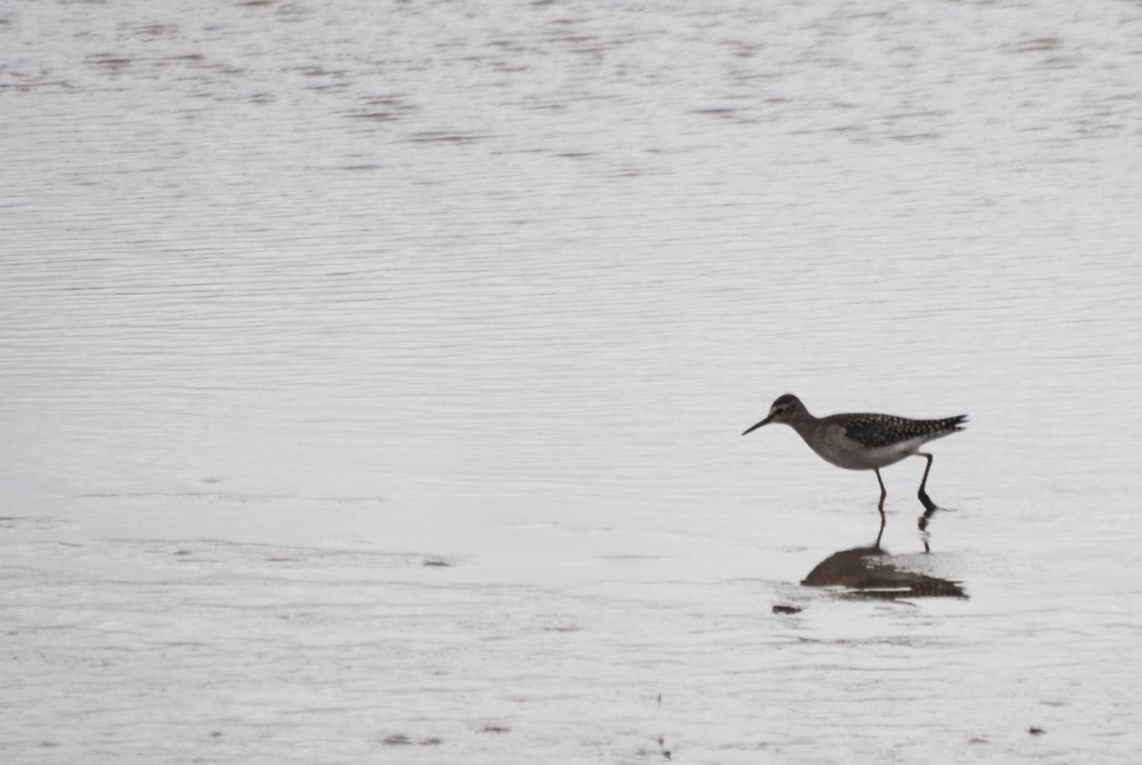 Wood Sandpiper at RSPB Blacktoft Sands, 27/09/14
