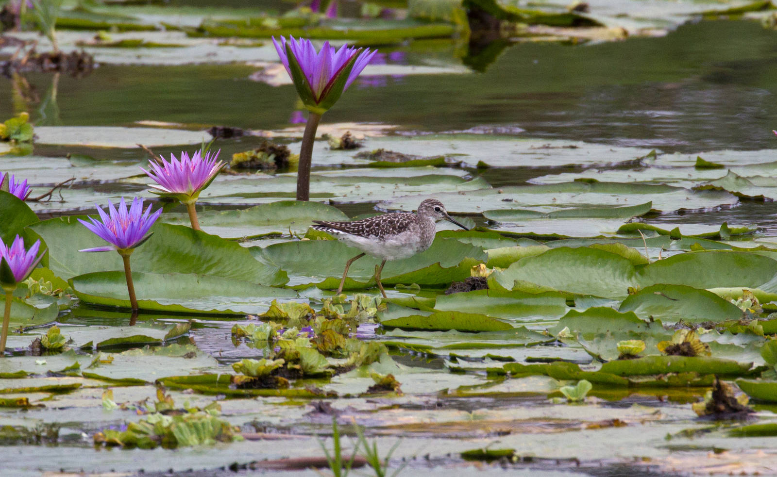 Wood Sandpiper