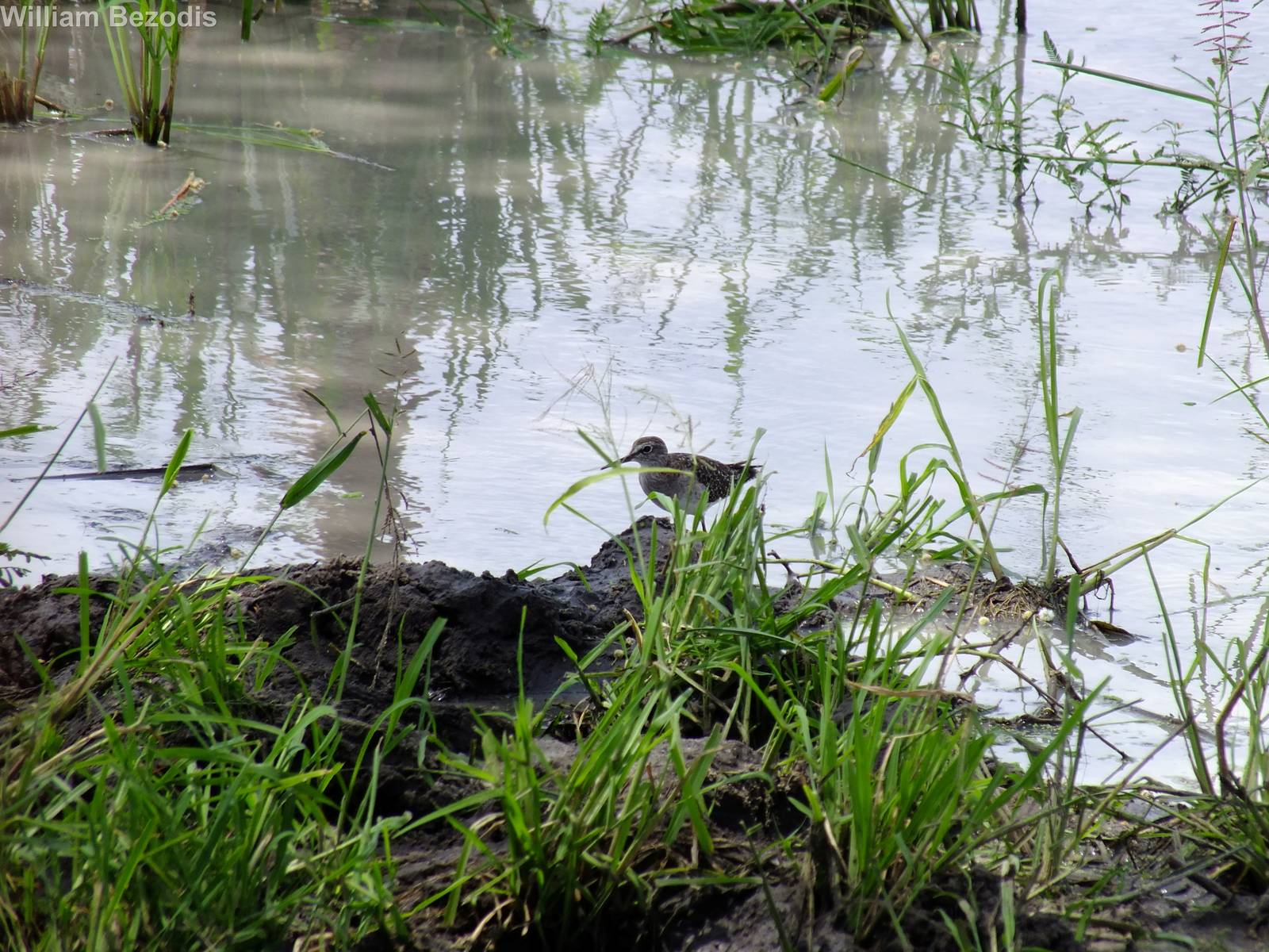 Wood Sandpiper