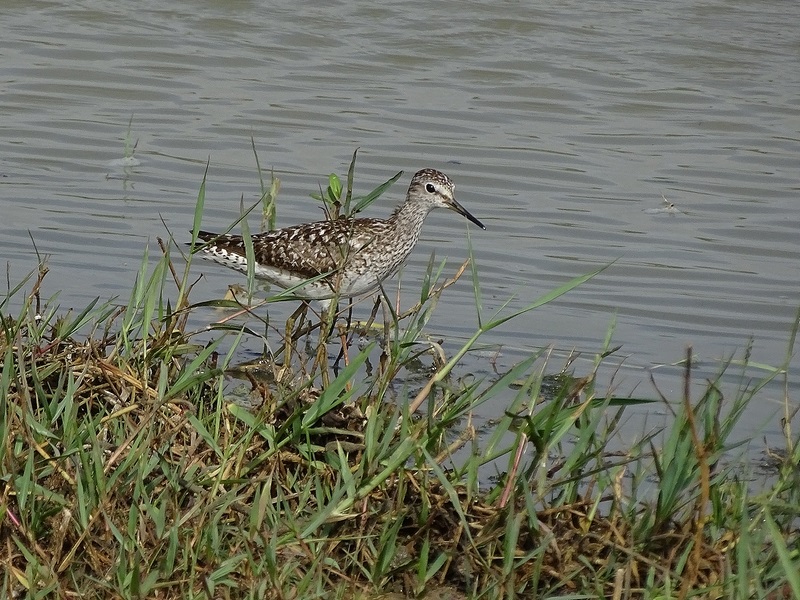 Wood sandpiper