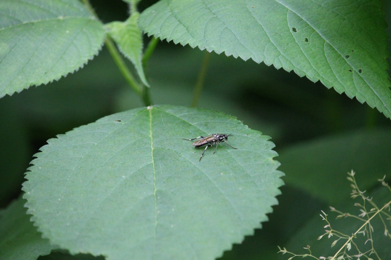 Wood soldier fly (Xylomya aterrima)