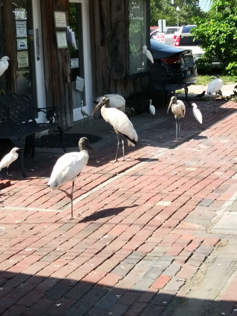 Wood Stork and Cattle Egret outside shop