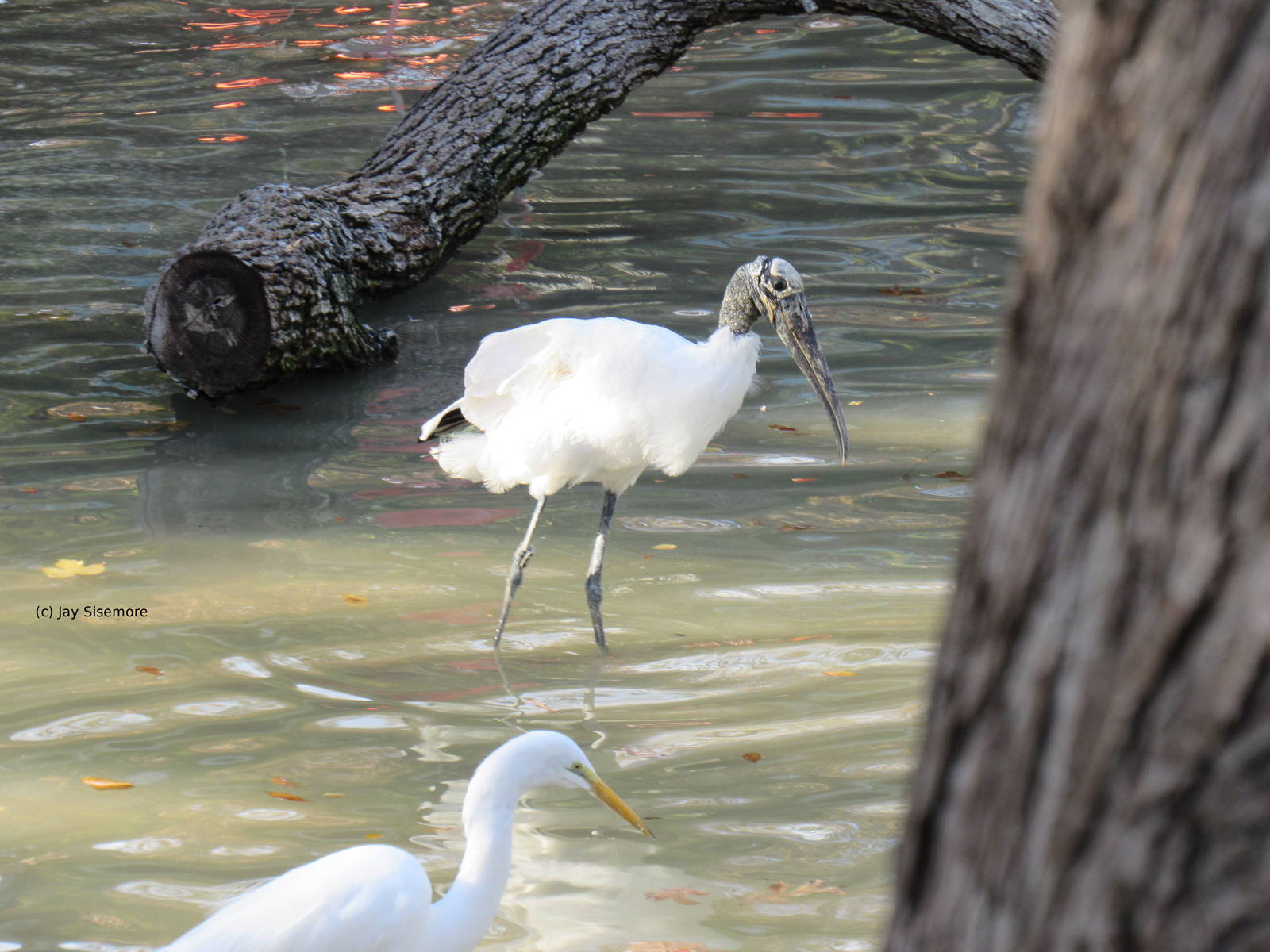 Wood Stork and Great Egret in Flamingo Pond