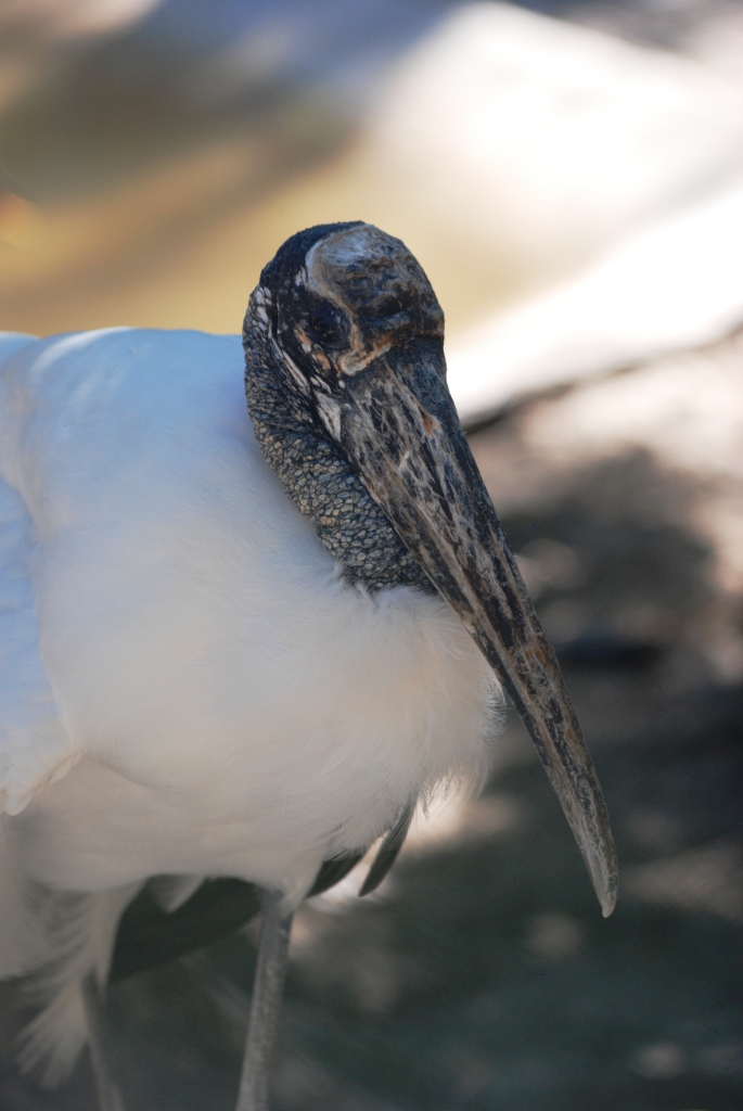 Wood Stork at Busch Wildlife Sanctuary, 14/10/13