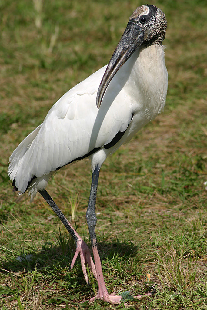 Wood Stork at Fort De Soto Park, Fl.