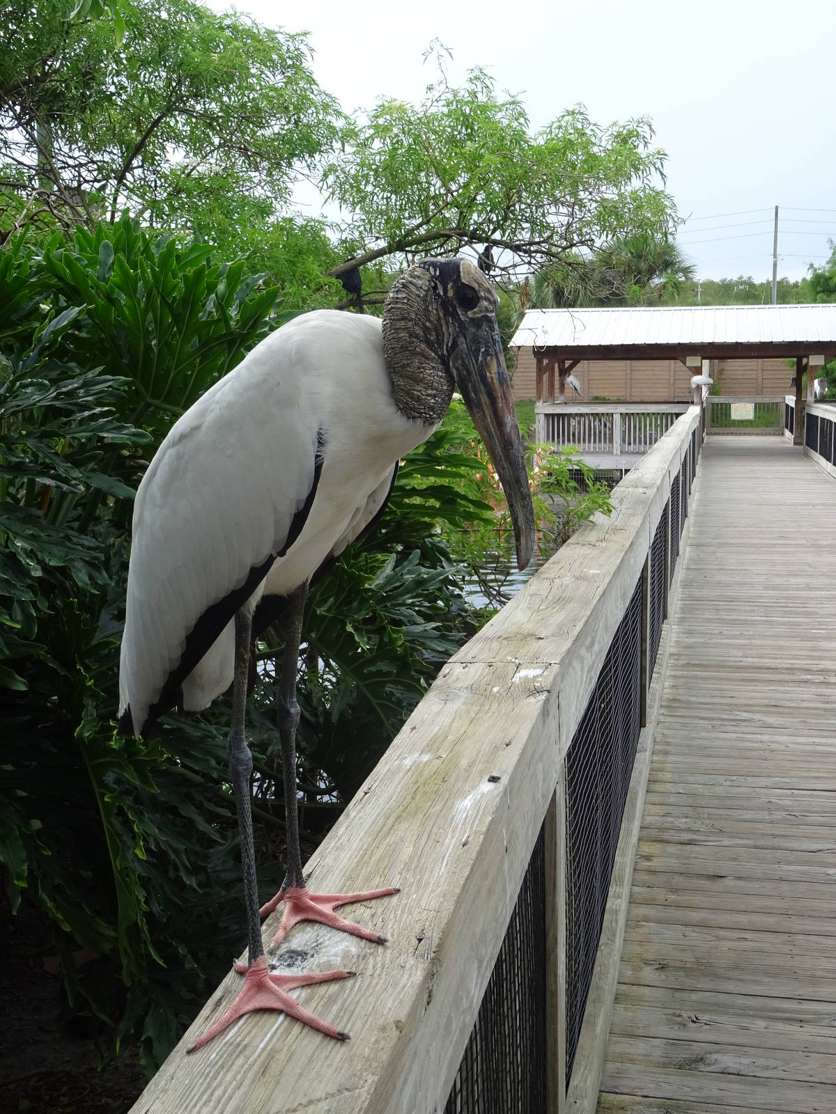Wood Stork at Gatorland