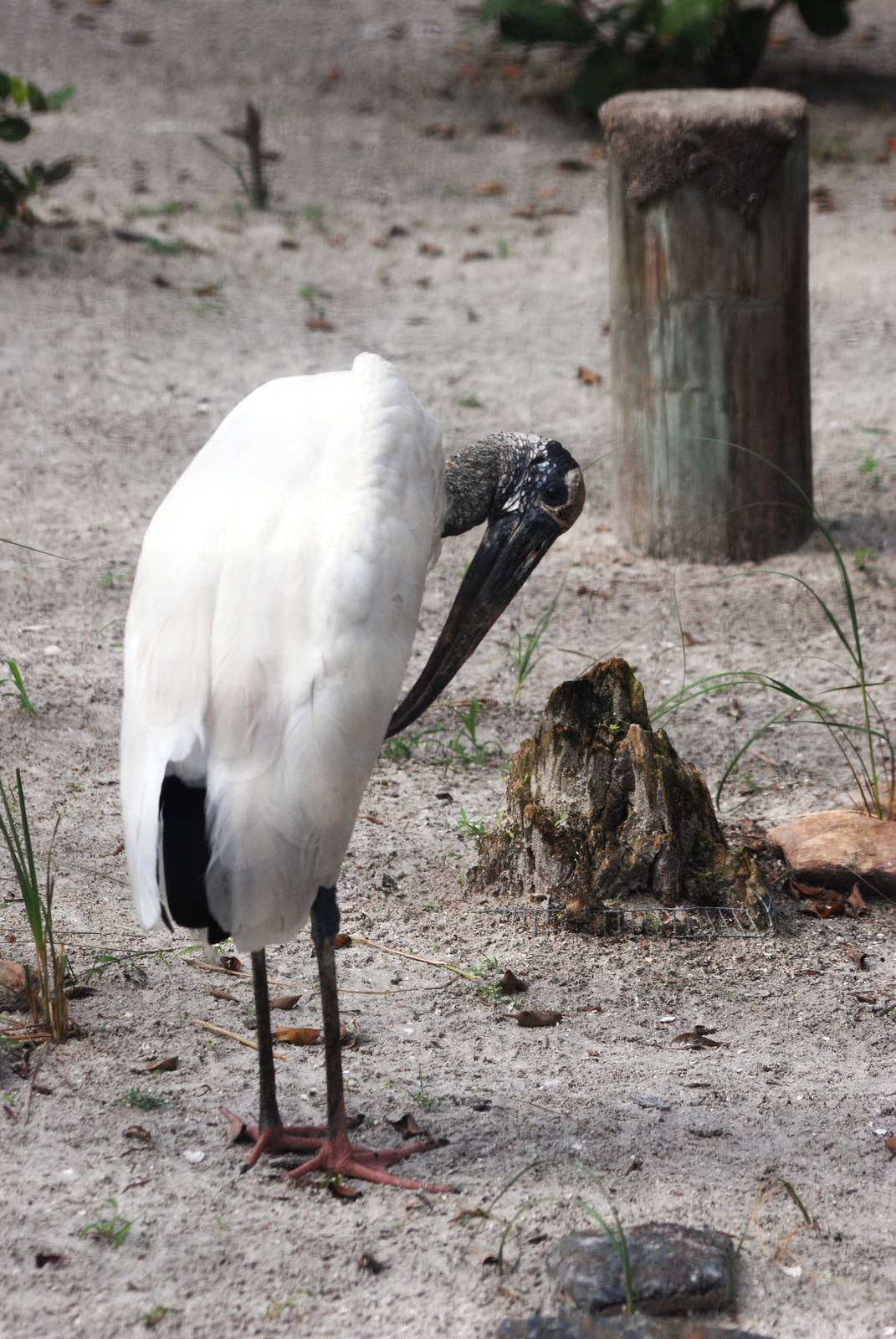 Wood Stork at Save our Seabirds, 07/10/13