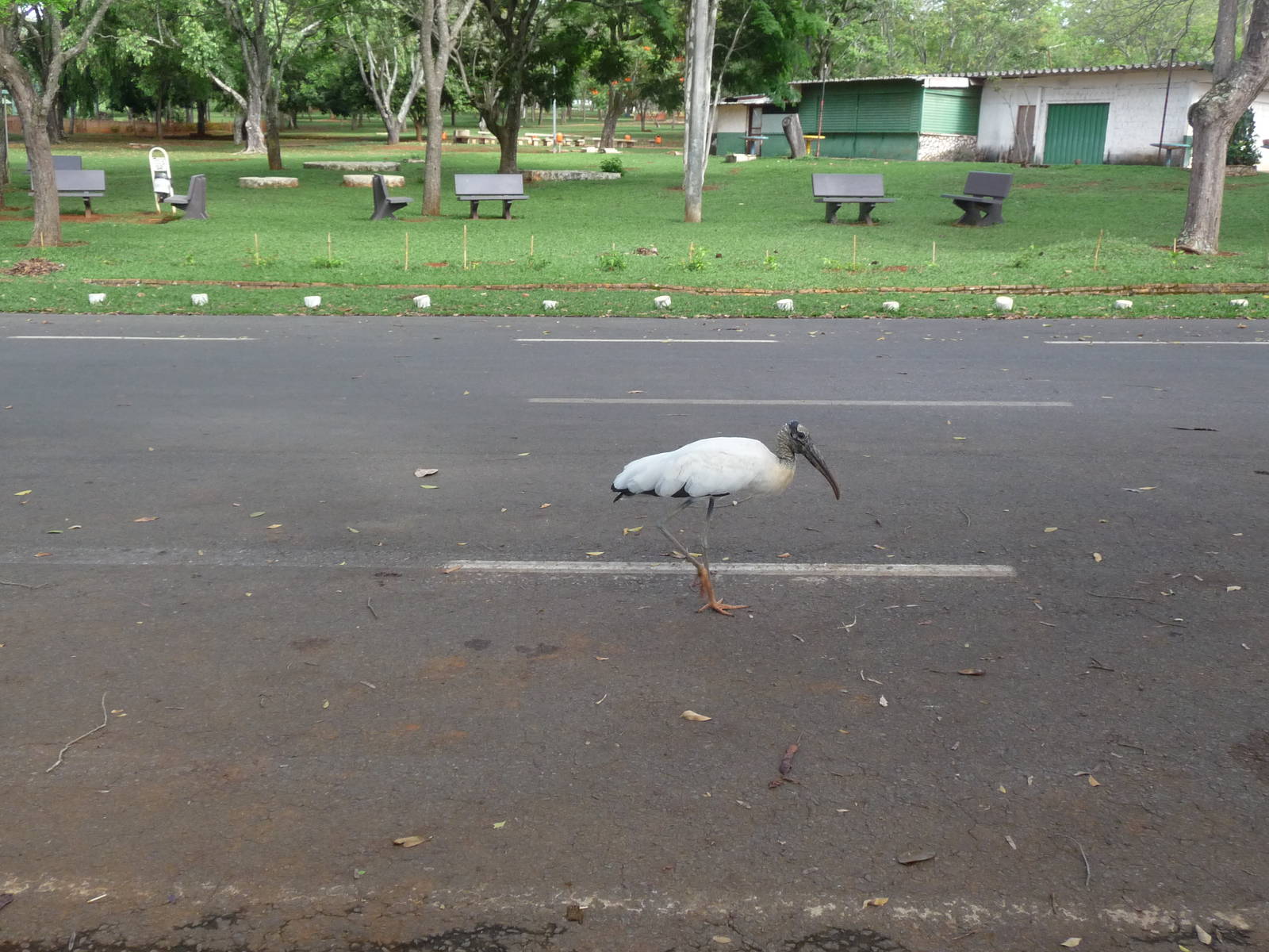 wood stork brasilia zoo