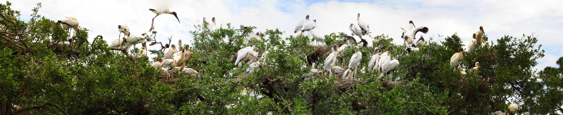 Wood Stork Colony Panorama