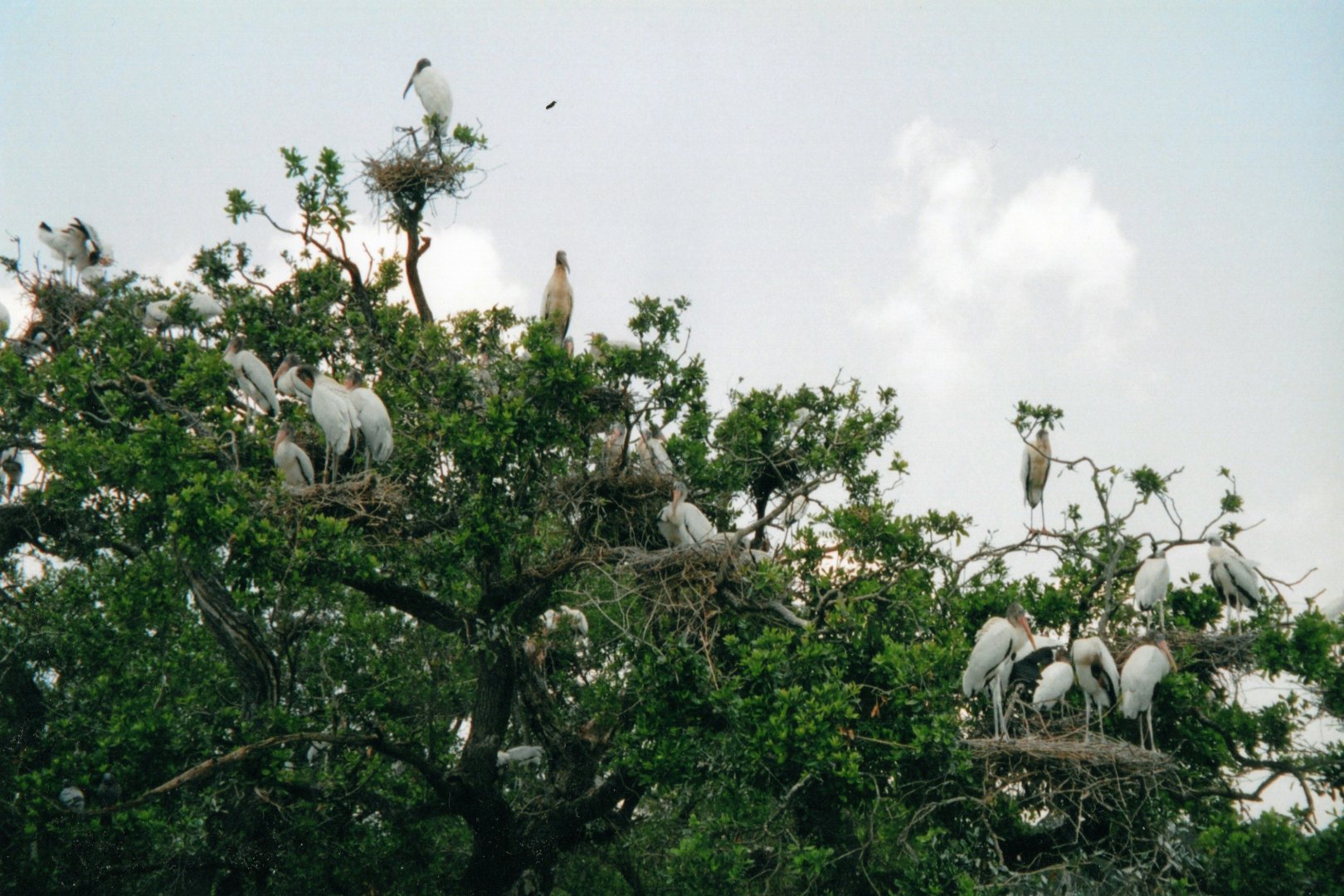 Wood Stork Colony