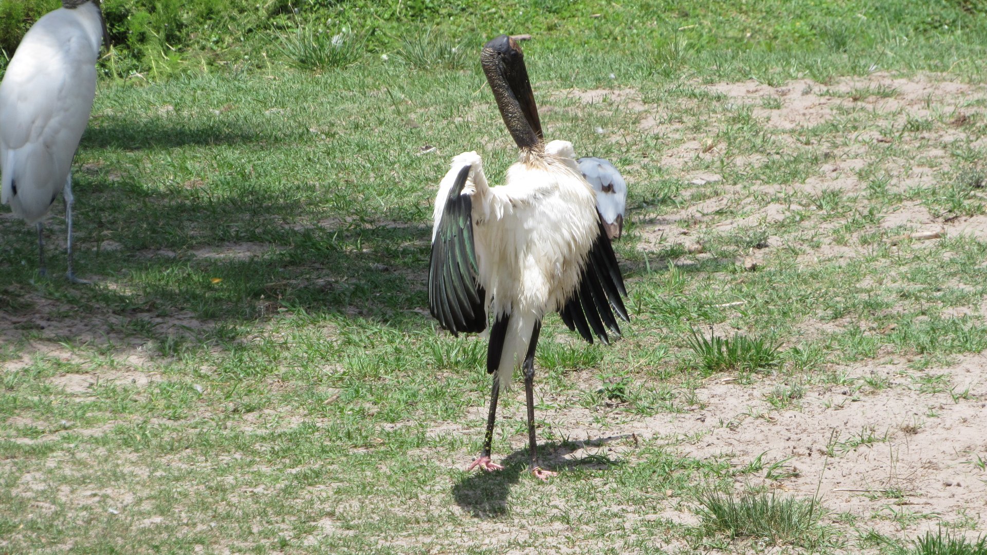 Wood Stork Drying Wings