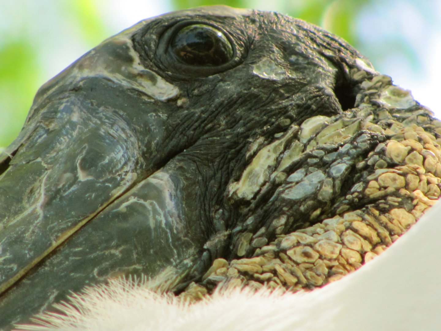 Wood Stork Face Detail