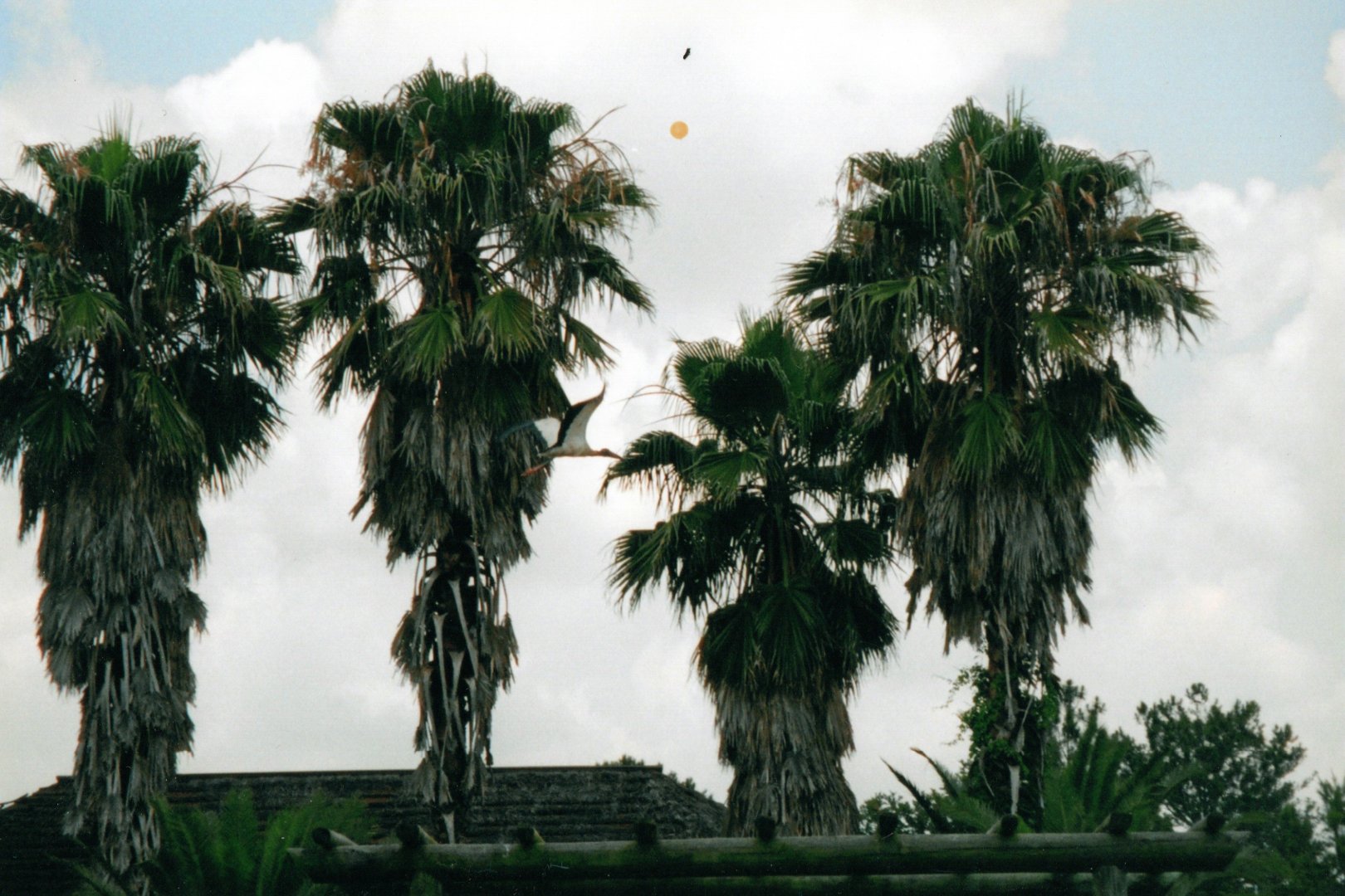 Wood Stork Flying Over Entrance
