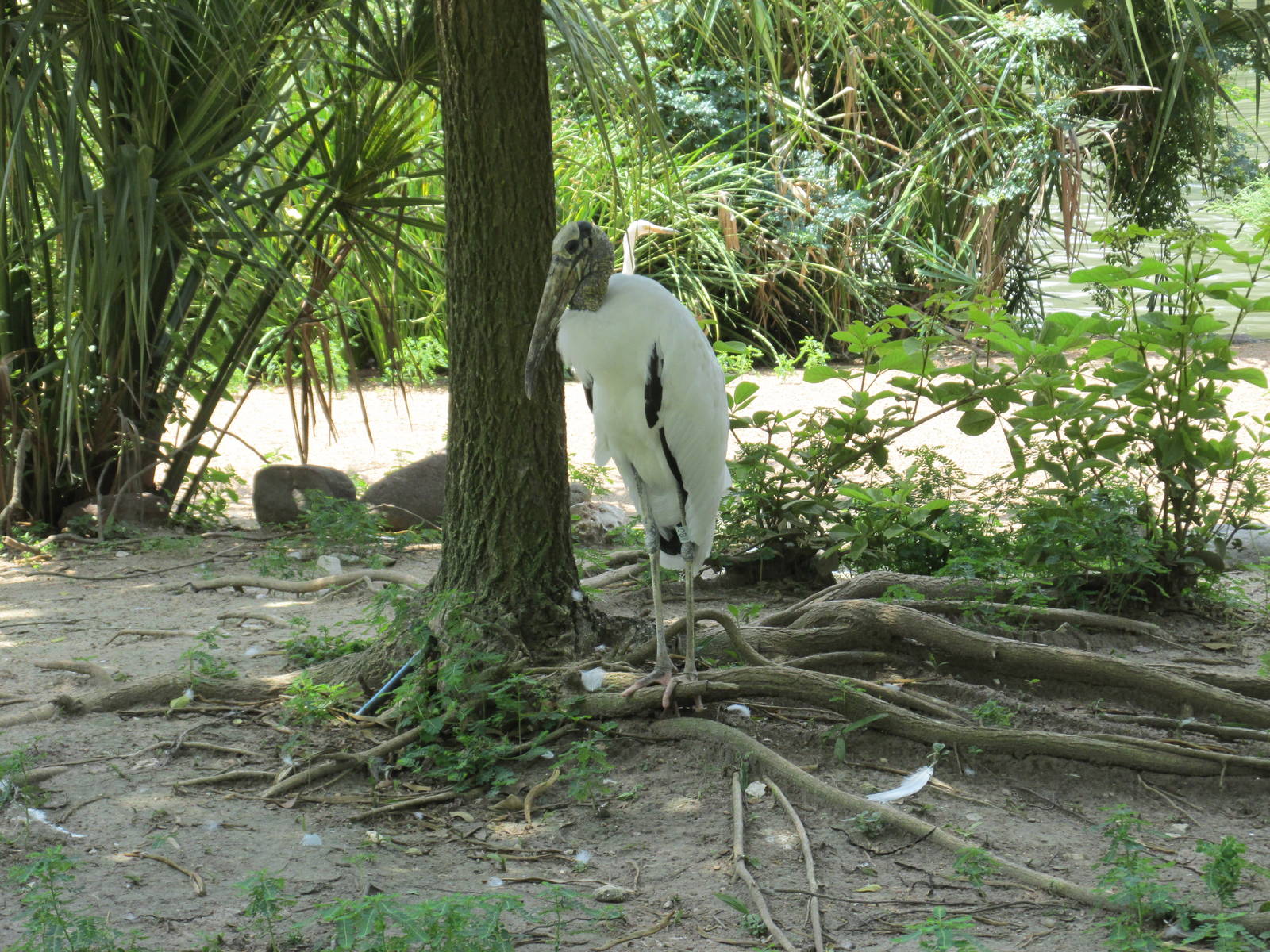 wood stork houston zoo