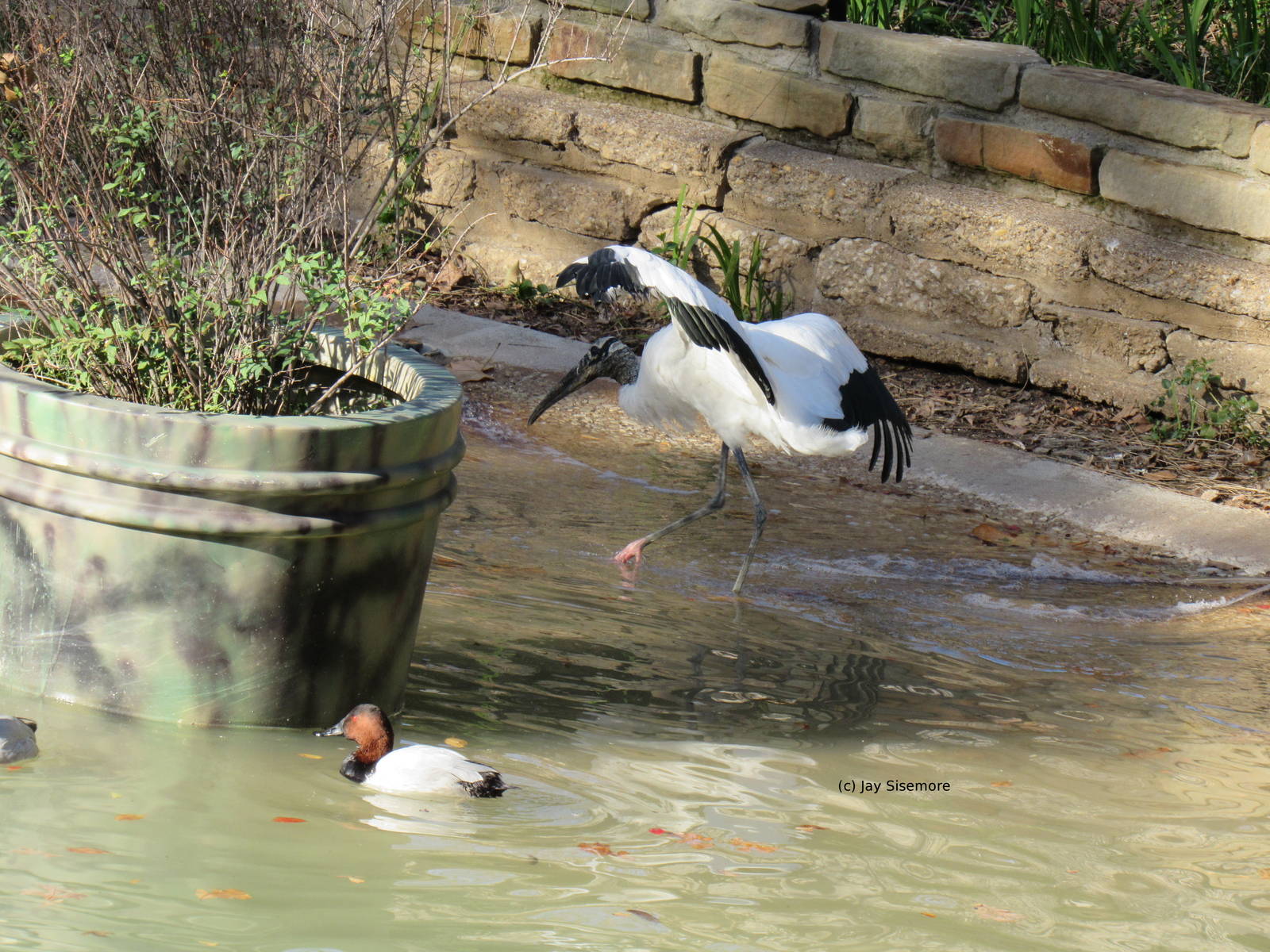 Wood Stork in Flamingo Pond, On The Move