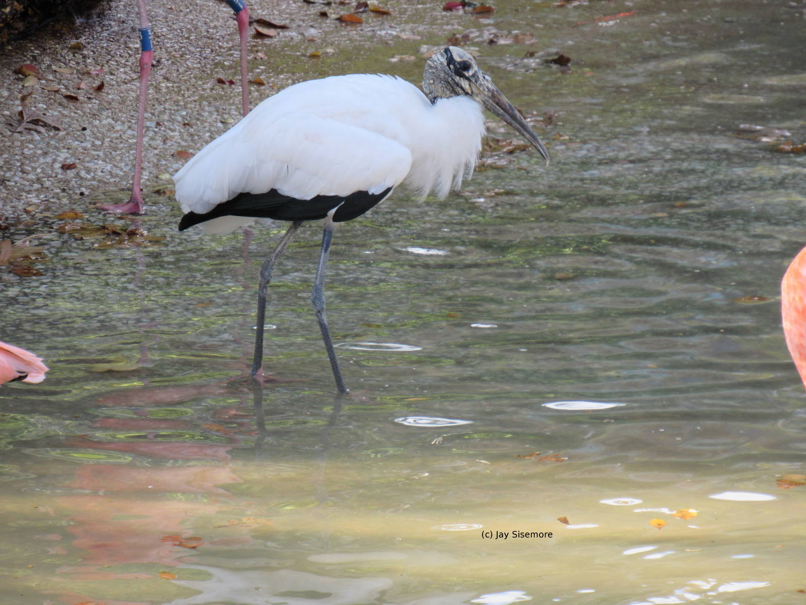 Wood Stork in Flamingo Pond