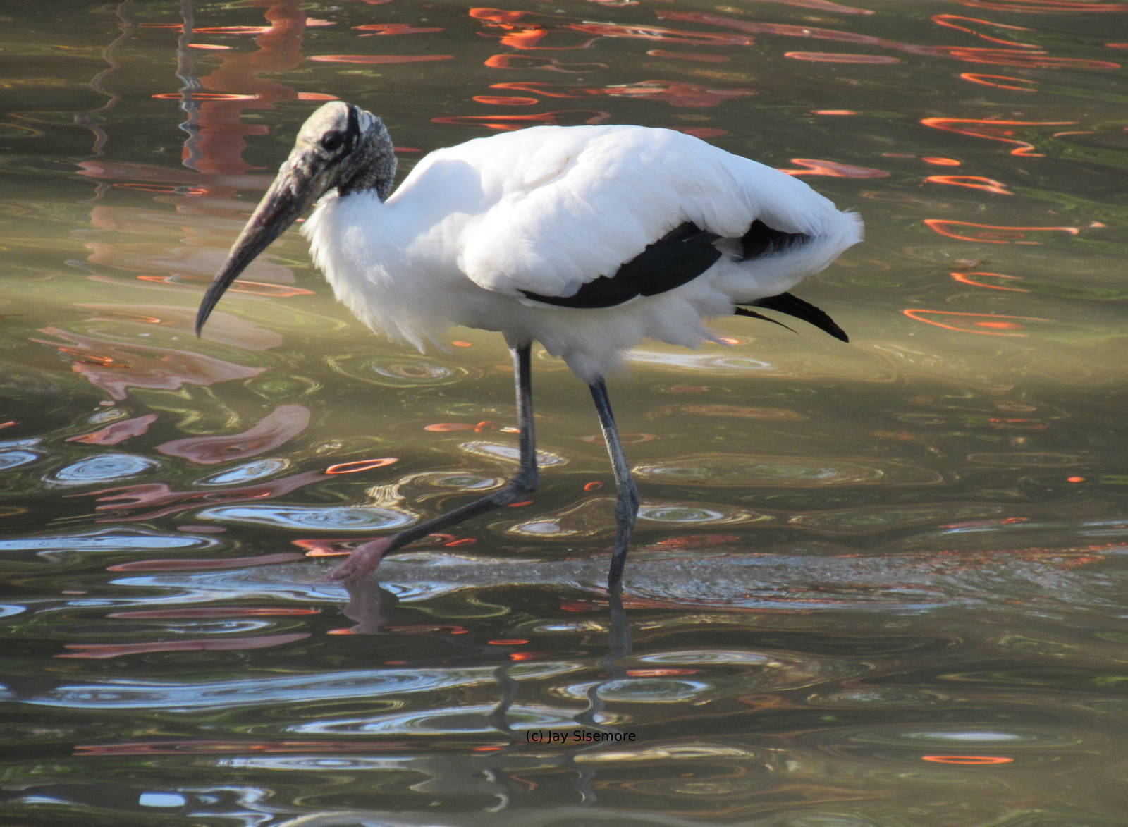 Wood Stork in Flamingo Pond