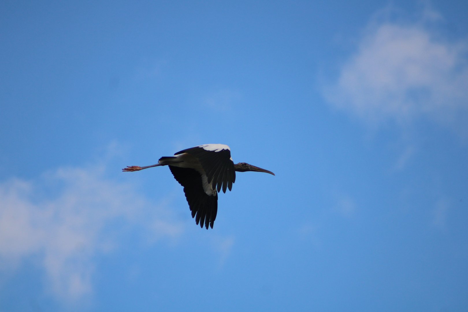 Wood Stork in Flight (Mycteria americana)