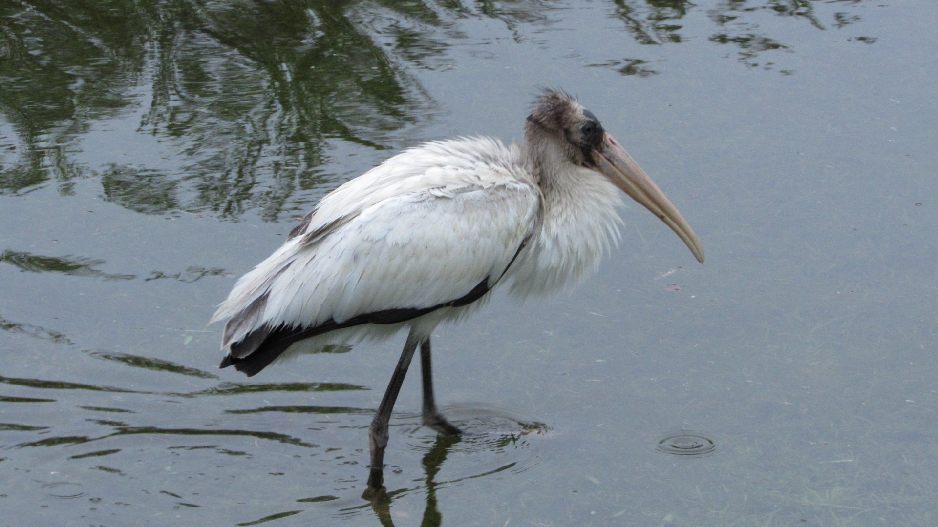 Wood Stork Juvenile
