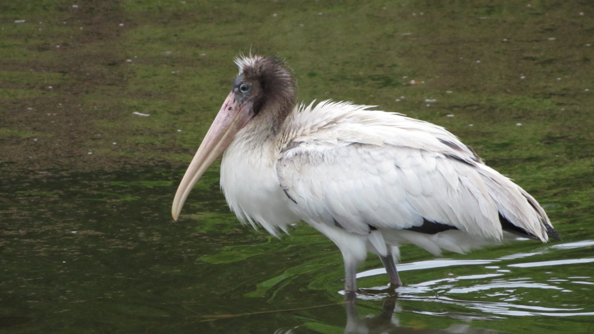 Wood Stork Juvenile