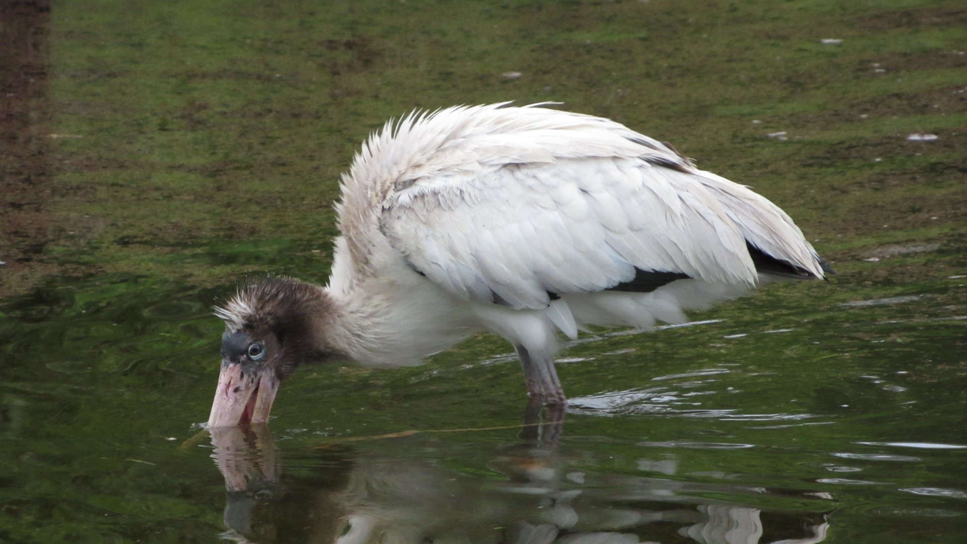 Wood Stork Juvenile