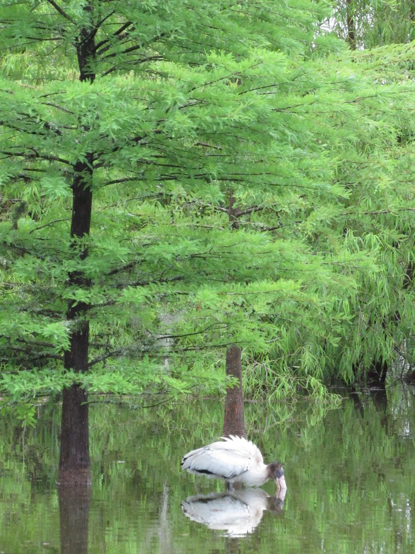 Wood Stork Juvenile