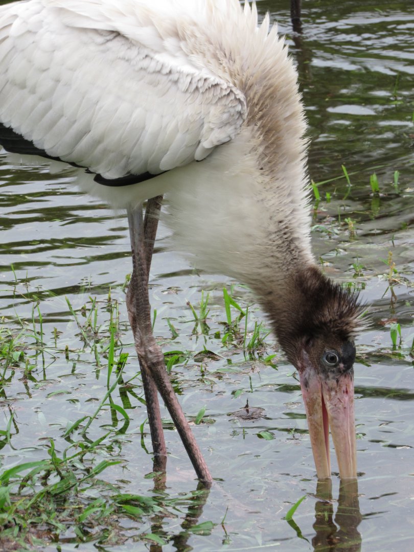 Wood Stork Juvenile