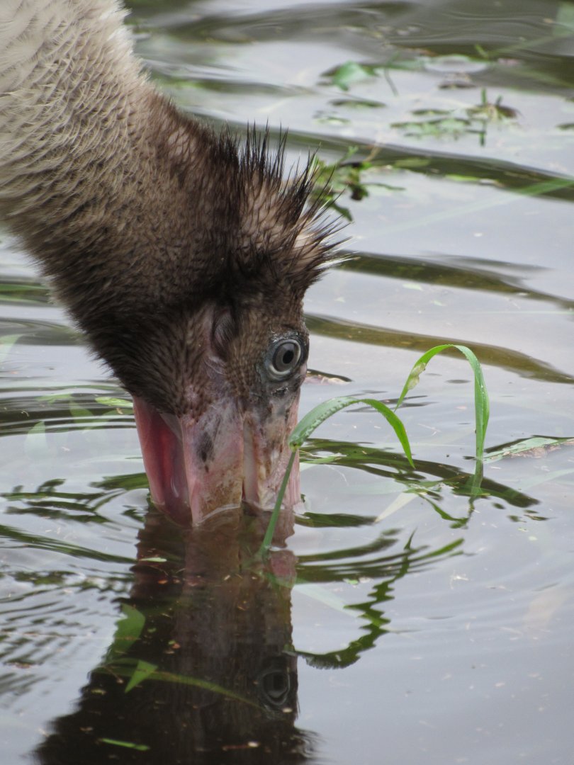Wood Stork Juvenile