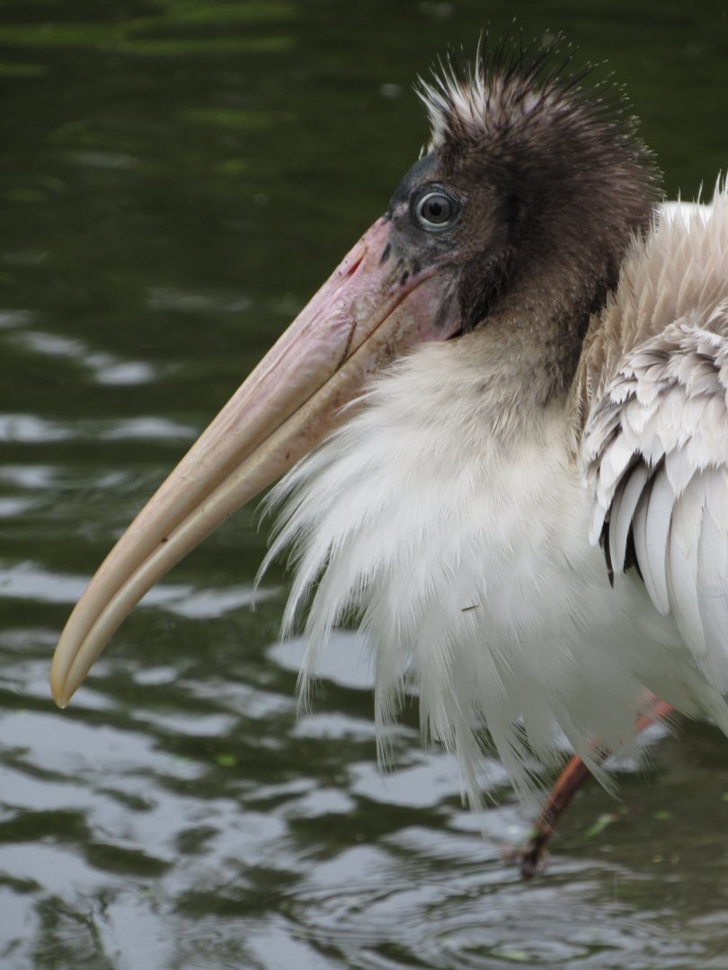 Wood Stork Juvenile