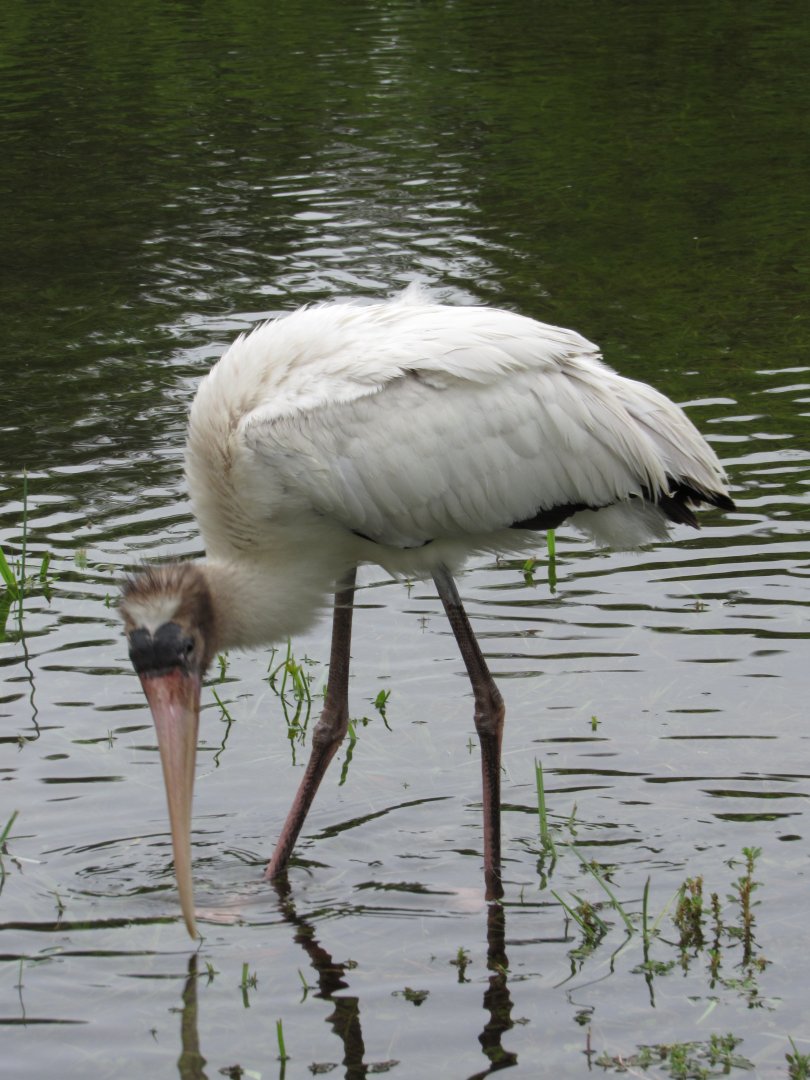 Wood Stork Juvenile