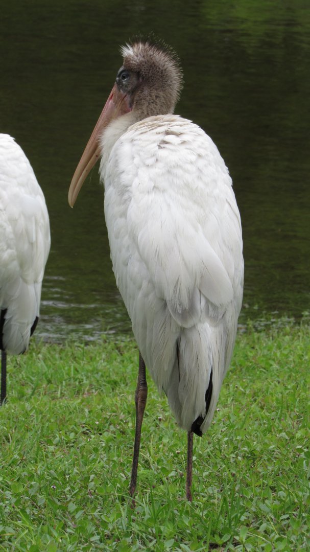 Wood Stork Juvenile