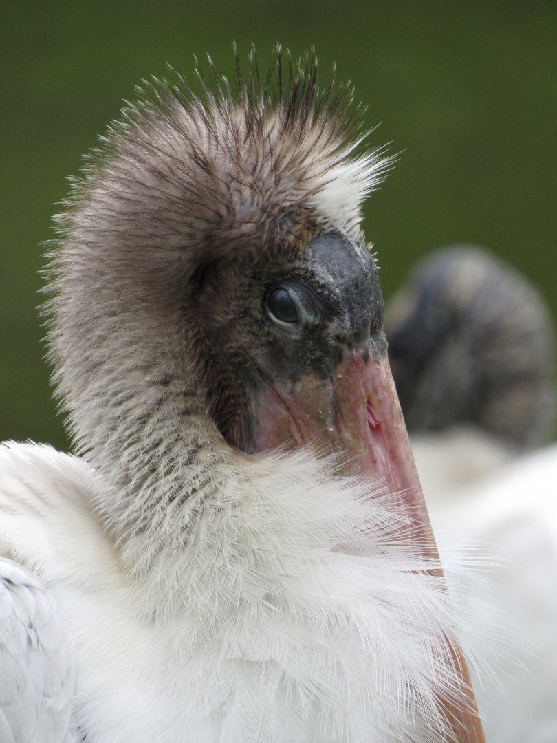 Wood Stork Juvenile