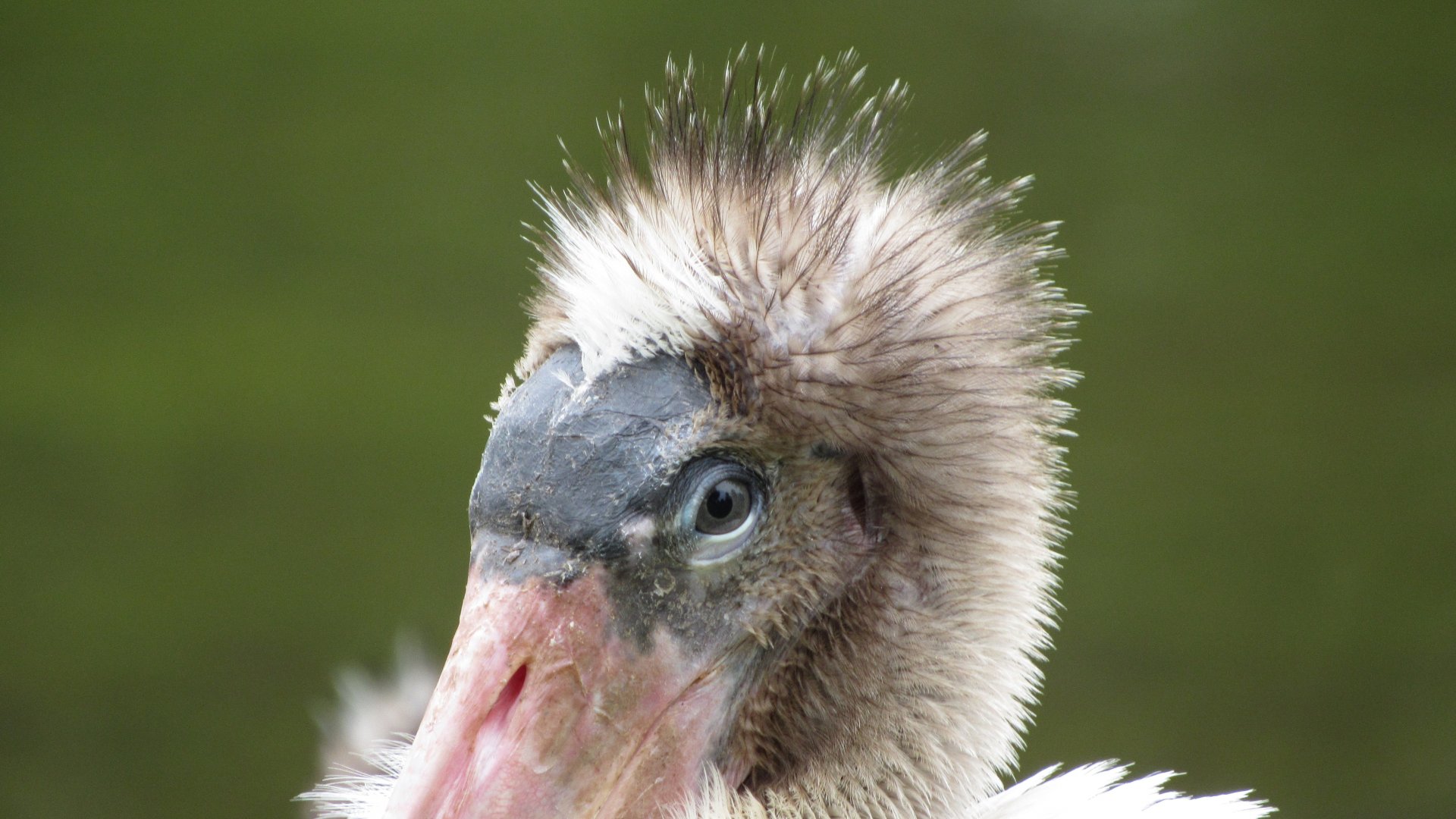 Wood Stork Juvenile